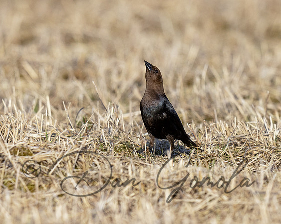 Brown-headed Cowbird