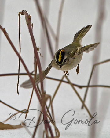 Golden-crowned Kinglet
