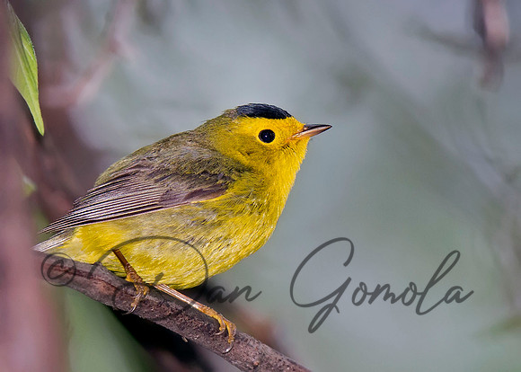 Wilson's Warbler