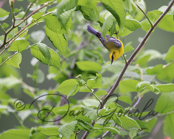 Blue-winged Warbler