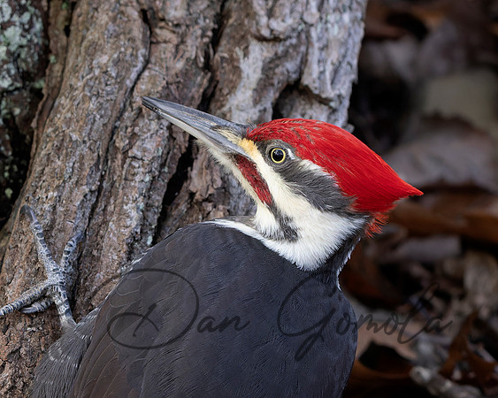 Pileated Woodpecker