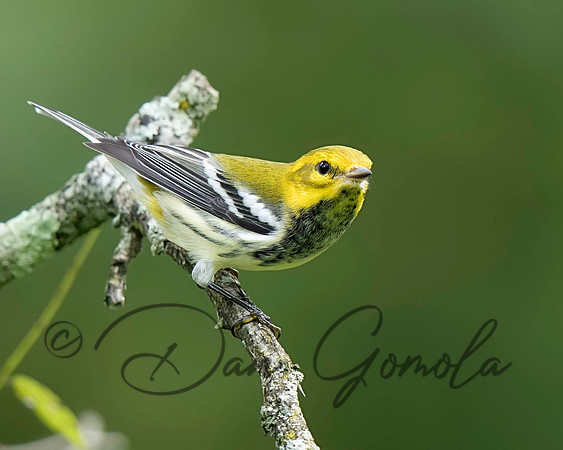 Black-throated Green Warbler