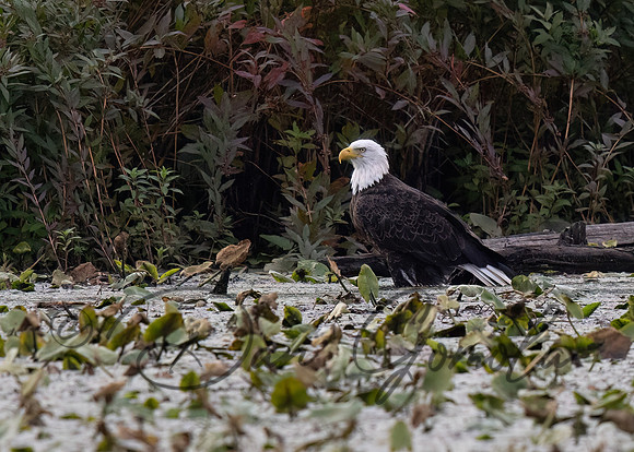 Bald Eagle