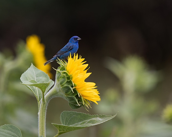 Indigo Bunting