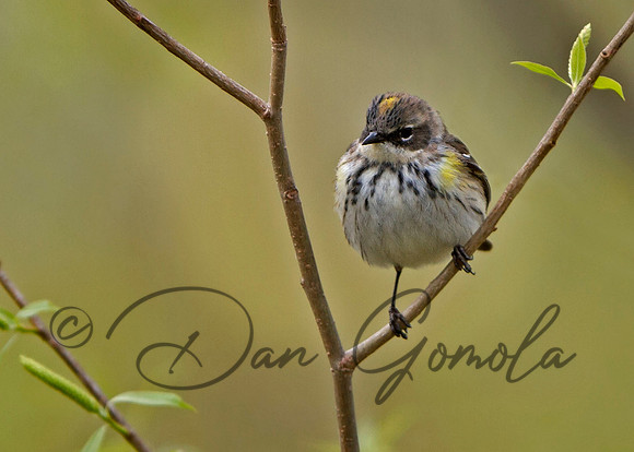 Yellow-rumped Warbler