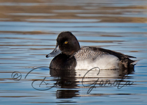 Lesser Scaup