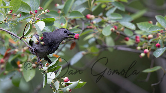 Gray Catbird
