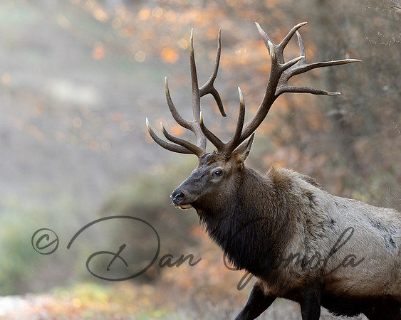 PA Elk (November, 2024)
