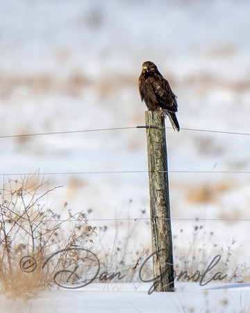 Rough-legged Hawk