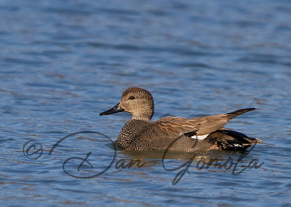 Gadwall (male)