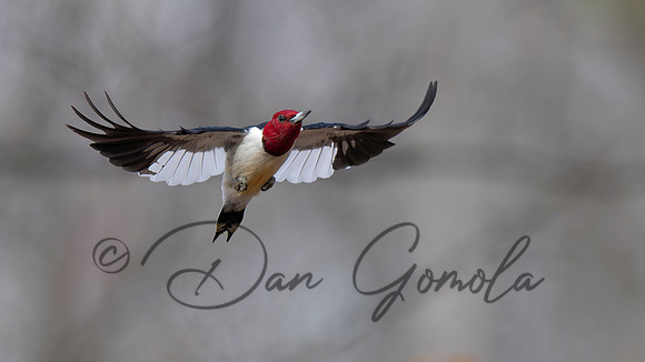 Red-headed Woodpecker