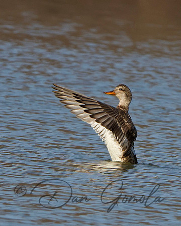 Gadwall (female)