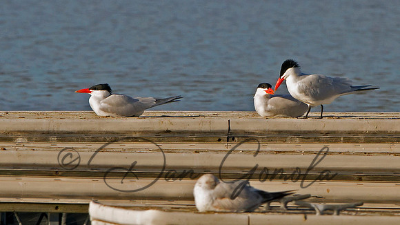 Caspian Tern