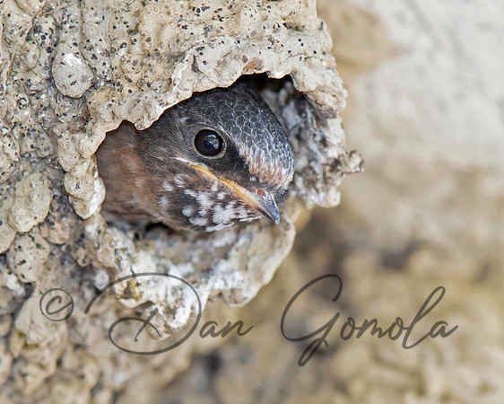 Cliff Swallow