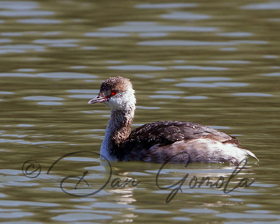 Horned Grebe