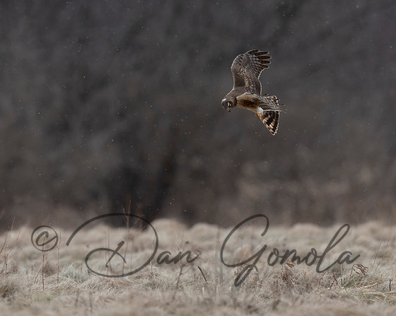 Northern Harrier