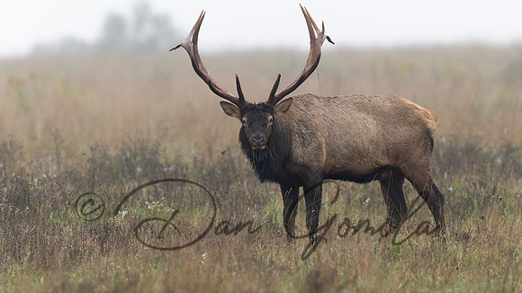 PA Elk (October, 2024)