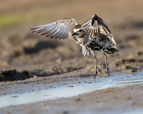 American Golden-Plover