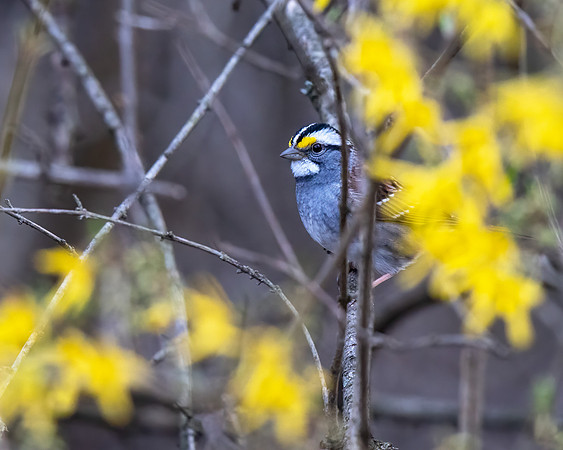 White-throated Sparrow