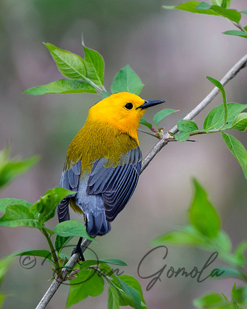 Prothonotary Warbler