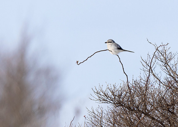 Northern Shrike