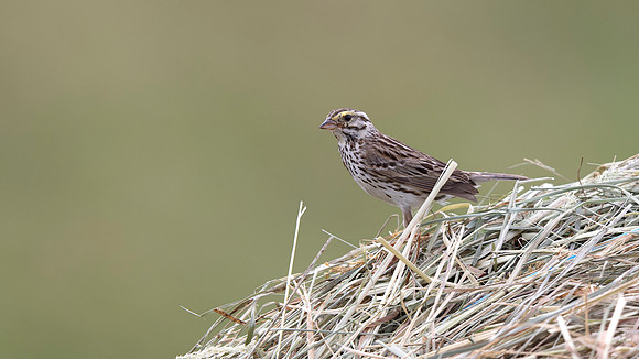 Savannah Sparrow