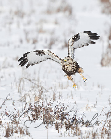 Rough-legged Hawk