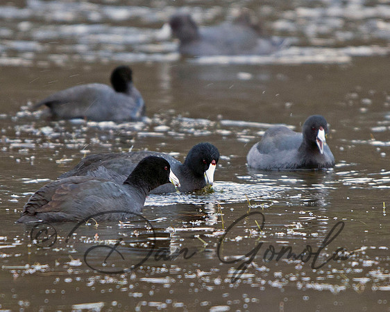 American Coot