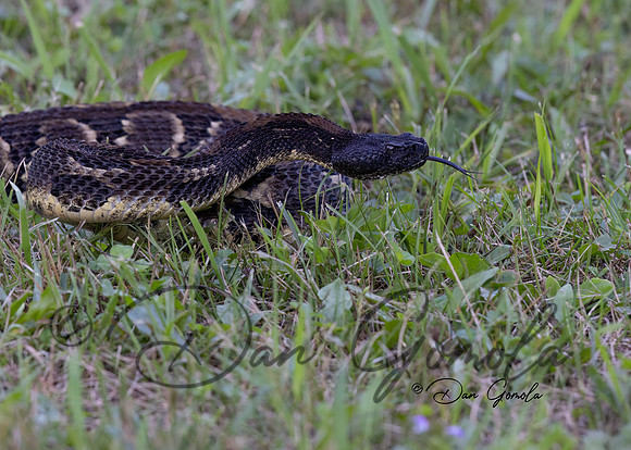 Timber Rattlesnake