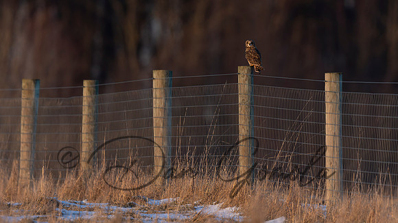 Short-eared Owl