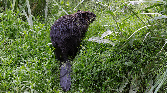 Beaver