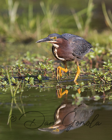 Green Heron