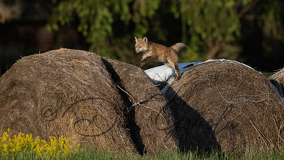 Red Fox