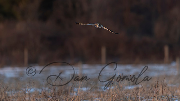 Short-eared Owl