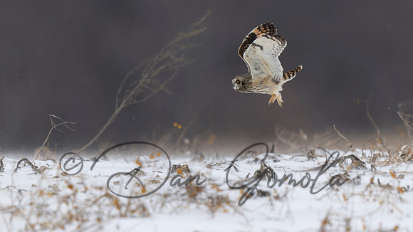 Short-eared Owl