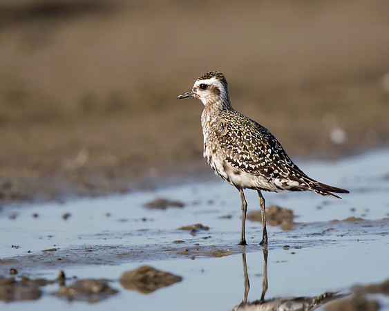 American Golden-Plover
