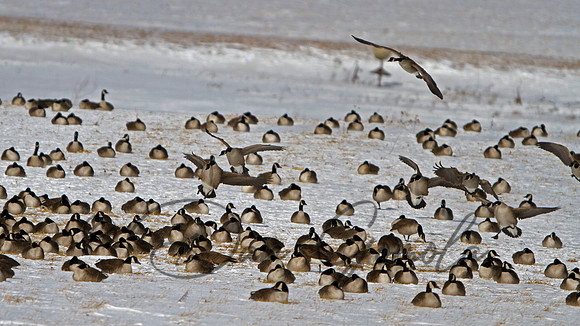 Canada Geese