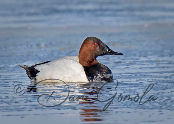 Canvasback