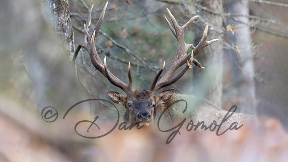 PA Elk (November, 2024)