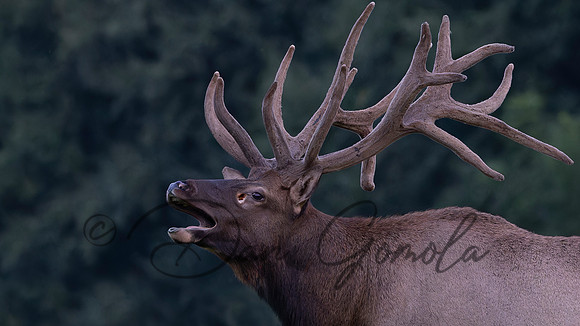 PA Elk (August, 2024)