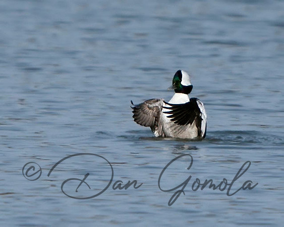 Bufflehead
