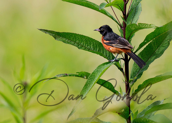 Orchard Oriole
