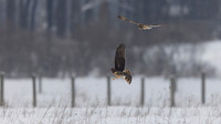 Northern Harrier