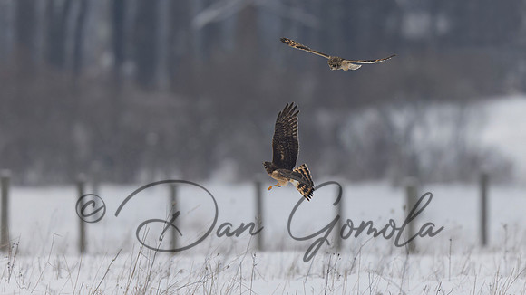 Northern Harrier