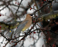 Cedar Waxwing