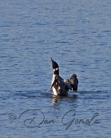Common Loon