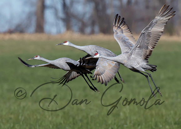 Sandhill Crane