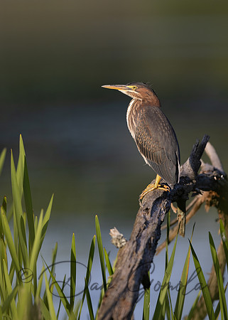 Green Heron