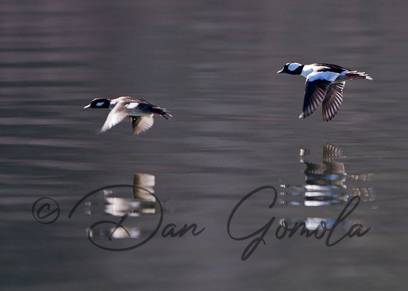 Bufflehead (female/male)