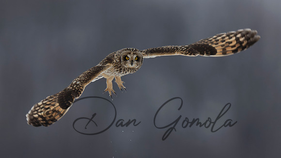 Short-eared Owl